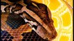 Black headed snake Kingdom Of Snakes
