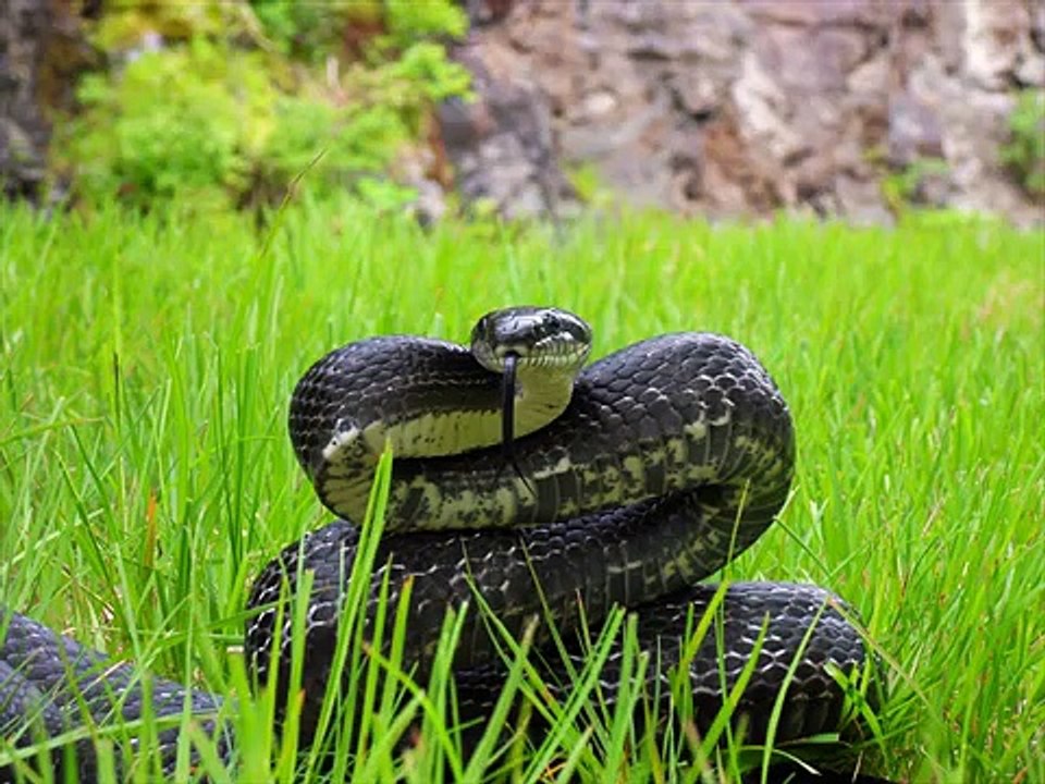 Black rat snake Kingdom Of Snakes