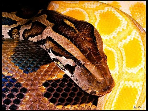 Black snake Kingdom Of Snakes