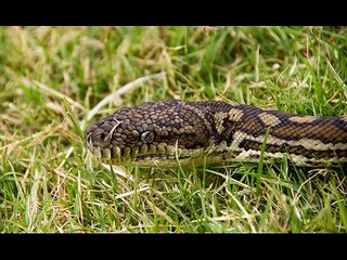 Cuban boaCuban boa Kingdom Of Snakes