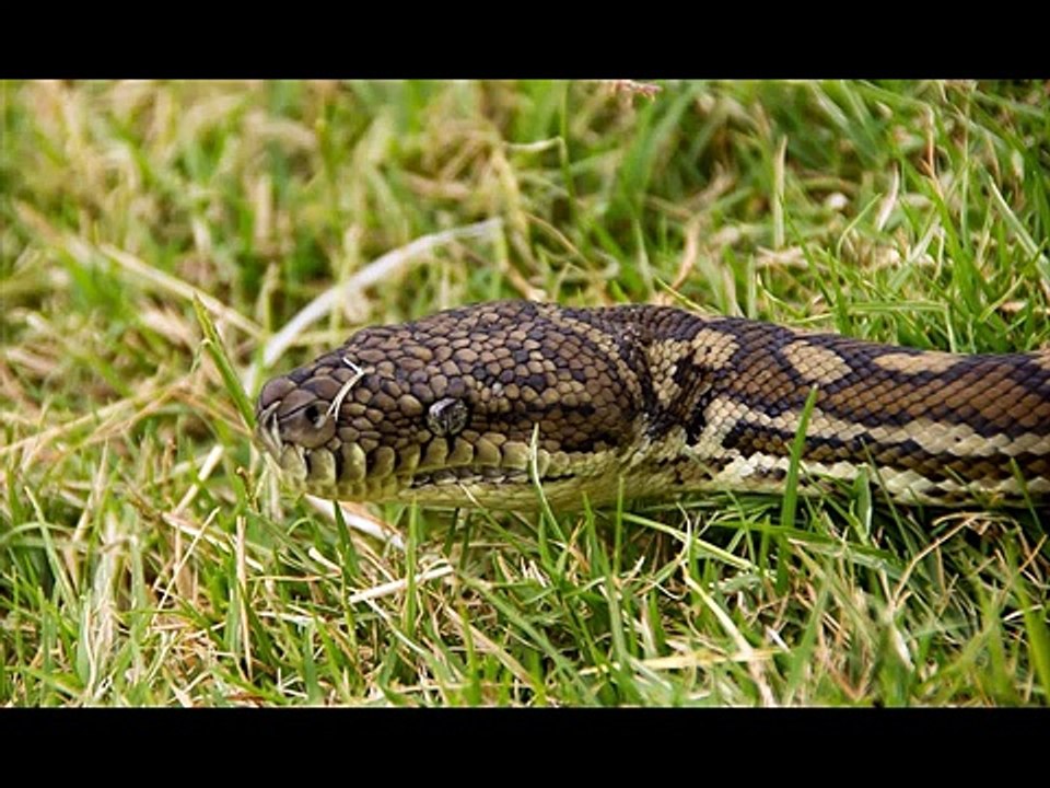 Cuban boaCuban boa Kingdom Of Snakes