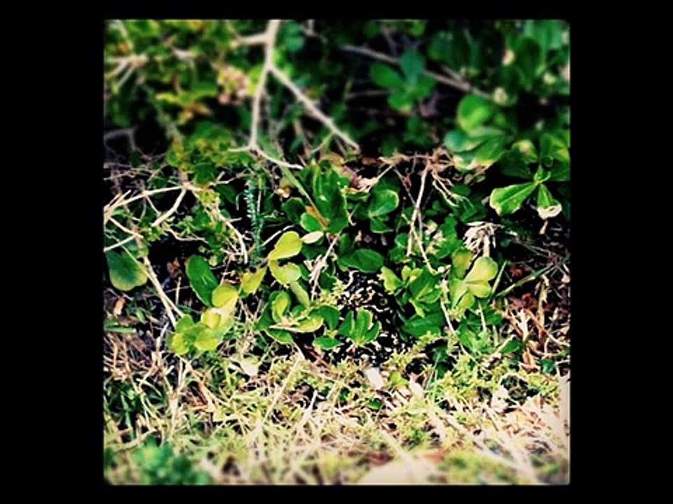 Puff adder Kingdom Of Snakes