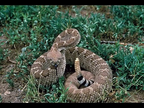 Rosy boa Kingdom Of Snakes