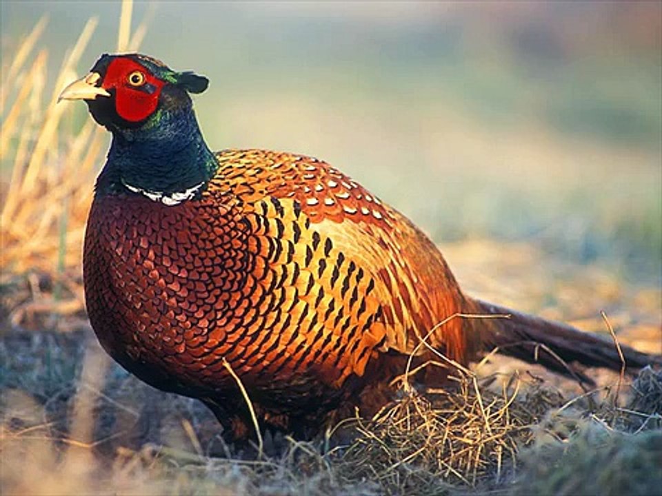 Beautiful Birds of India