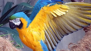 Beautiful birds of the World