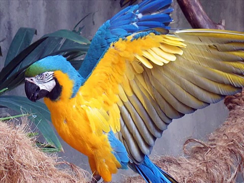 Beautiful birds of the World