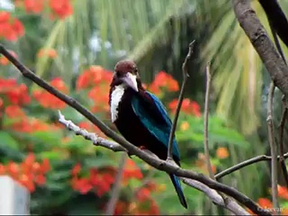 I love this Birds