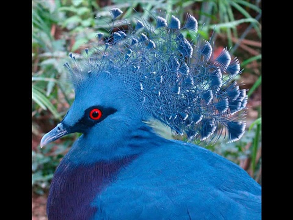 Beautiful Blue breasted quail Birds