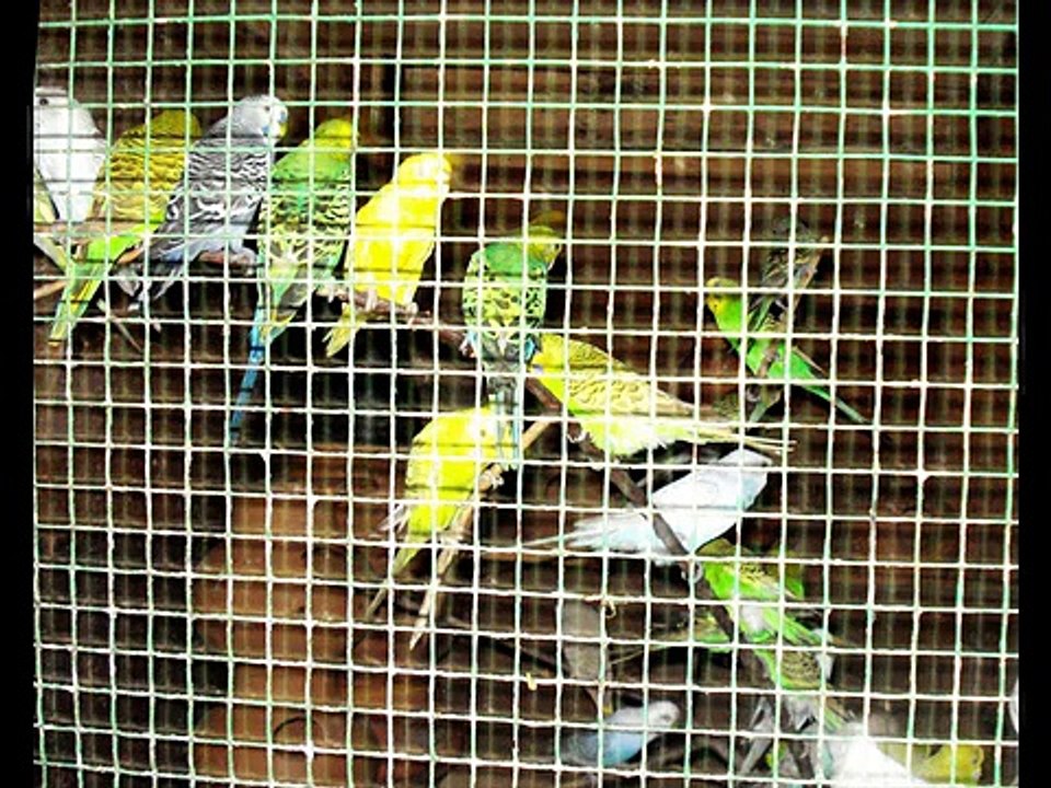 Most Beautiful Love Birds