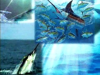 Zane Grey Black Marlin