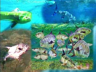 Cocos Island Sharks