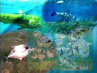 Diving the Zane Grey Reef