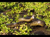 Anaconda snake Kingdom Of Snakes