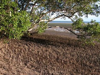 Arafura file snake Kingdom Of Snakes