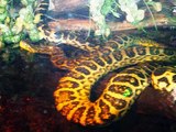 Yellow anaconda snake Kingdom Of Snakes