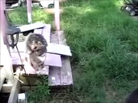 shy guy and diddy romance cat dog humping