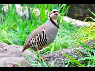 Snow partridge Birds