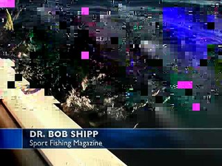 All About the Thresher Shark