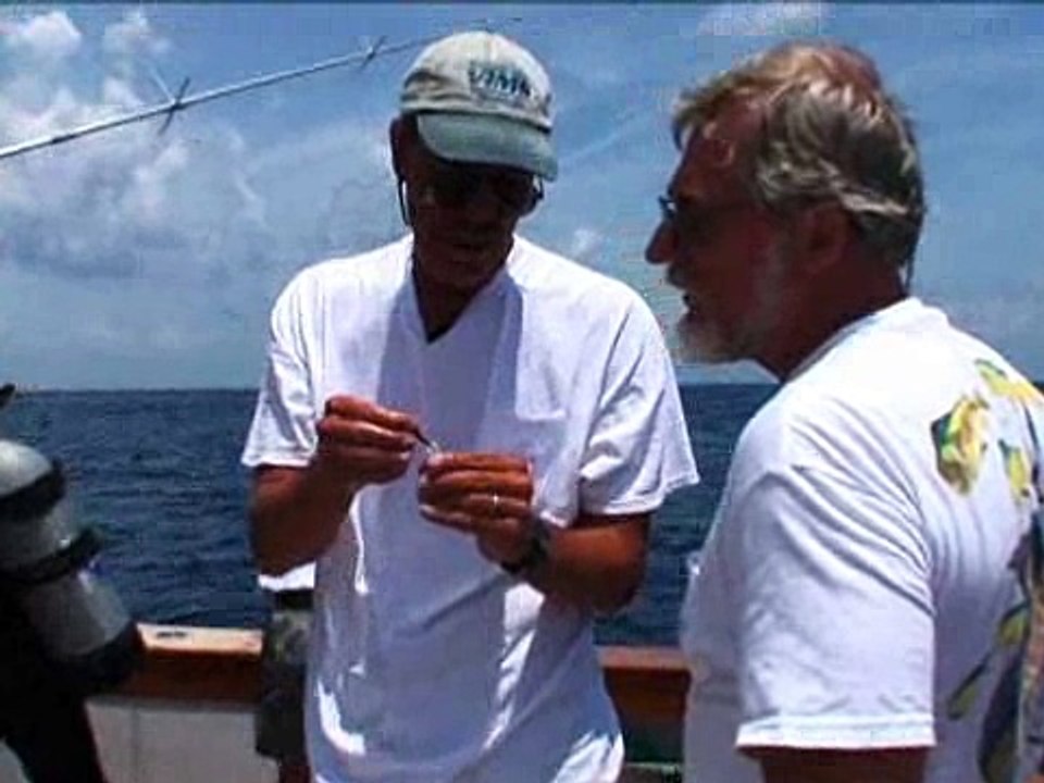 All About White Marlin