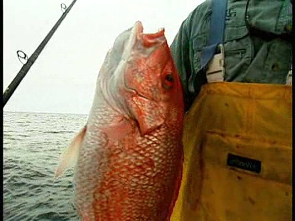 Snapper