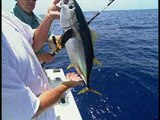 Yellowfin