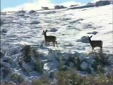 Mule Deer Hunt