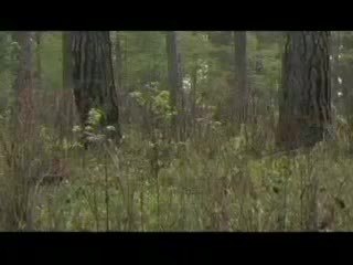 Outdoor Life Turkey Grand Slam