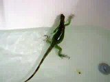 Green Iguana splashing in the tub!