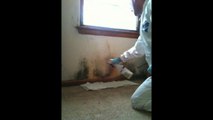 Mold and Mold Stains Cleaned In Seconds!