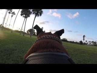 Drone-Spotting Dog Goes to Work