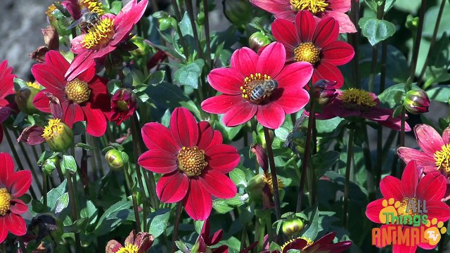 BEES - Animals for children. Kids videos. Kindergarten - Preschool learning