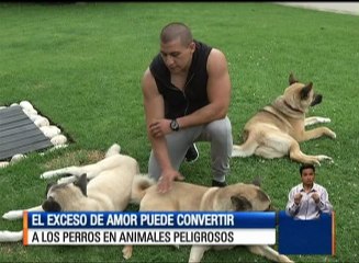 El exceso de amor puede convertir a los perros en animales peligros