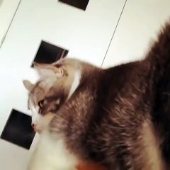 Sabias que um gato pode transformar-se num elefante... tudo depende da perspetiva!