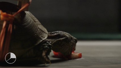 Le rube Goldberg le plus lent du monde - L'Oeil de Links du 04/04 - CANAL+