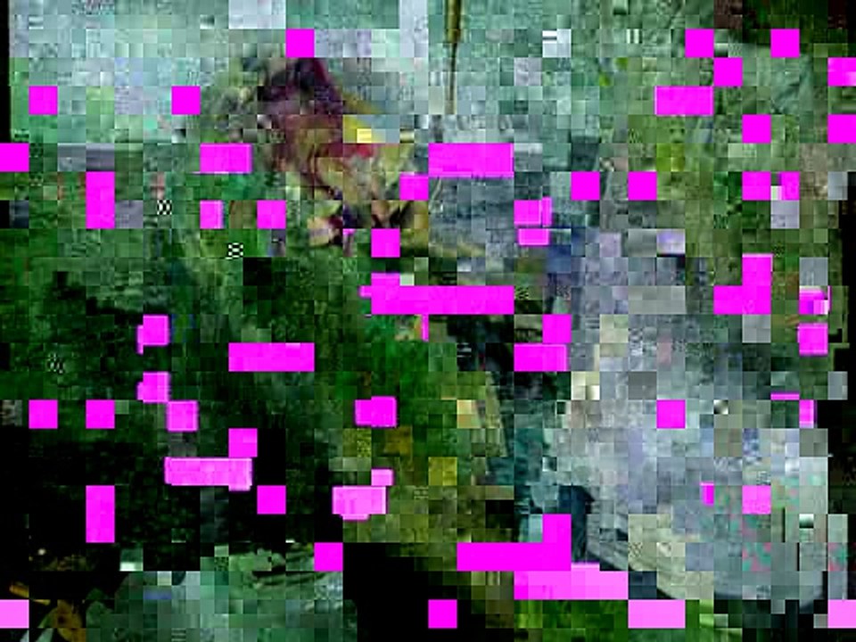 FishFact Video8