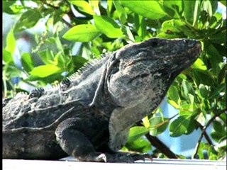 Guy Films White Marlin