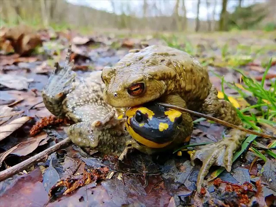Common Toad