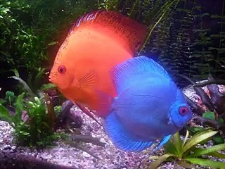 Discus