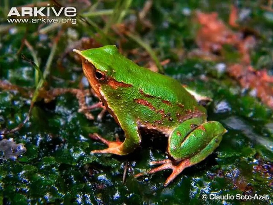 Darwin's Frog