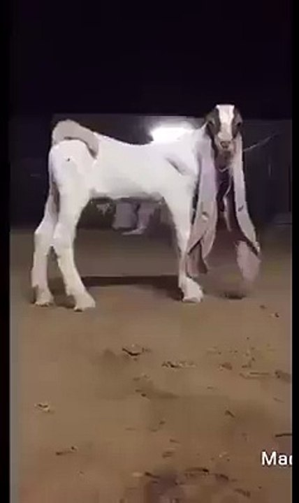 ارے باپ رے ۔۔ اتنے بڑے کان  اس بکرے کا ۔۔ سبحان اللہ