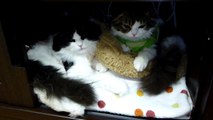 あくびがうつる猫（Scottish Fold kitten Tamako&Kotaro）