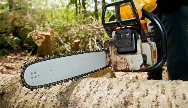 Tree Preservation and Removal by Daniel Green - (337) 332-2333