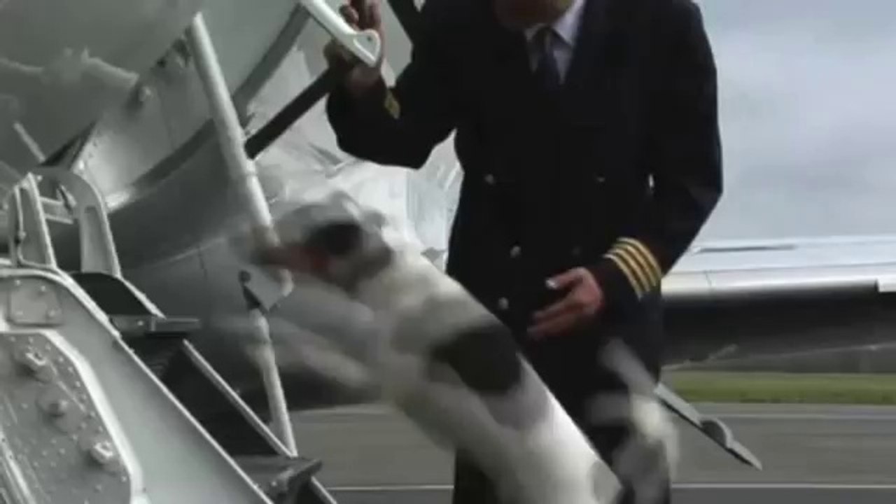 Private Jet Pets