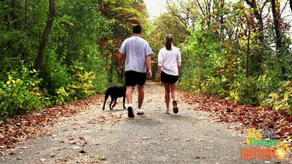 DOGS- Animals for children. Kids videos. Kindergarten - Preschool learning