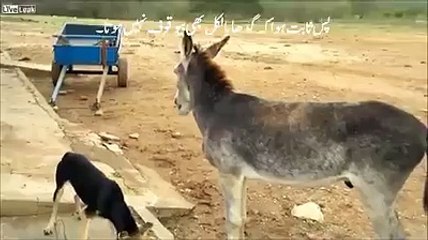 گدھا اتنا بھی یوقوف نہیں ہوتا