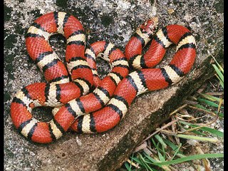 Banded water cobra Kingdom Of Snakes