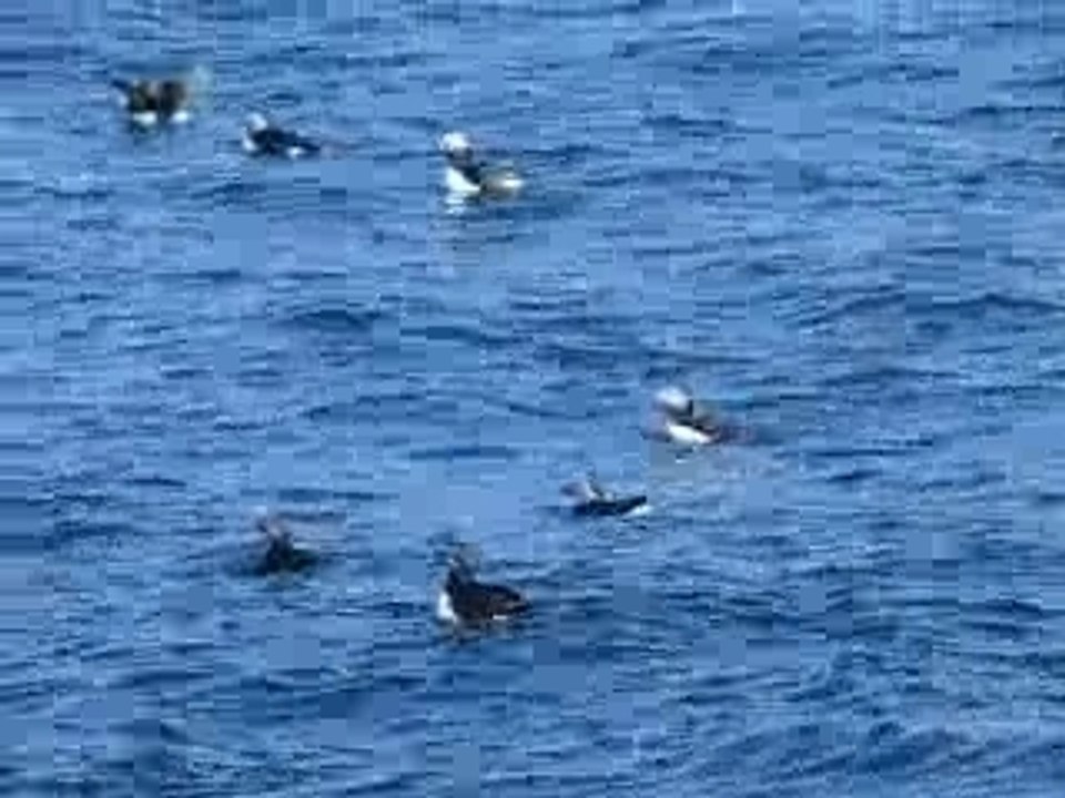 Perros-Guirec macareux