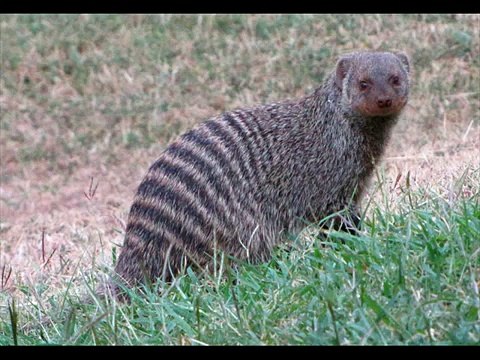 Black tree cobra Kingdom Of Snakes