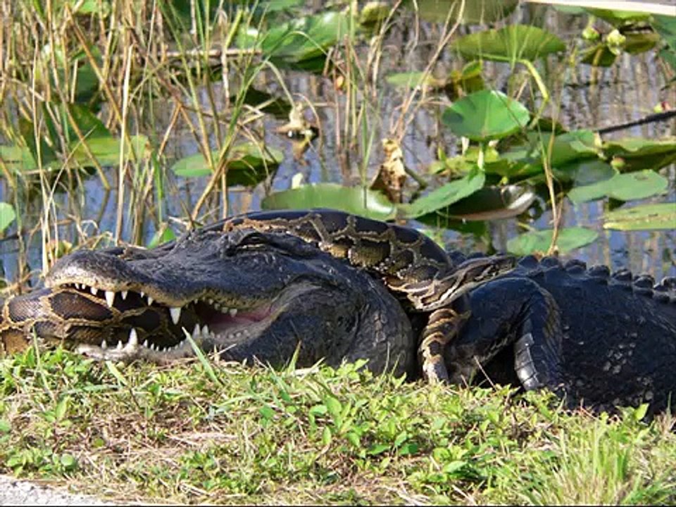 Blood python Kingdom Of Snakes