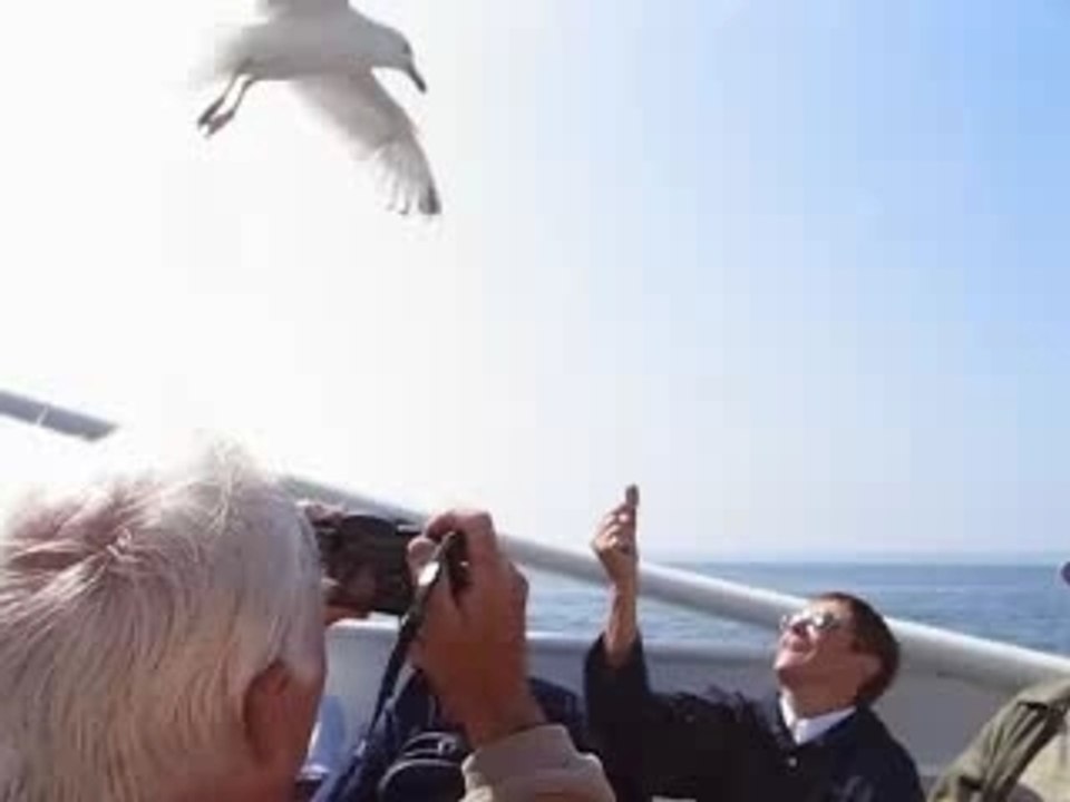 Perros-Guirec goeland